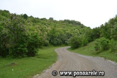 Pădurea de liliac