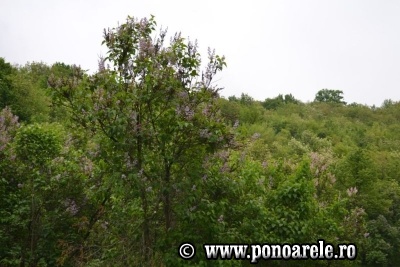 Pădurea de liliac