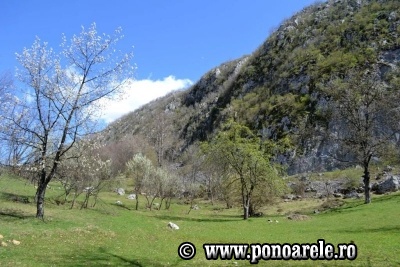 Steiul Ponorii